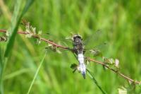 Libellula fulva