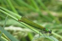 Calopteryx splendens