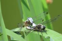 Libellula fulva