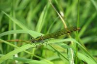 Calopteryx splendens