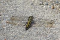 Orthetrum cancellatum