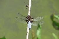Libellula depressa