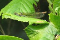 Calopteryx splendens