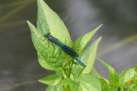 Calopteryx splendens