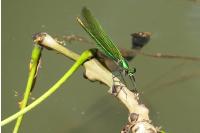 Calopteryx splendens