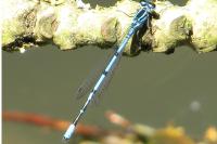 Coenagrion puella