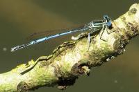 Platycnemis pennipes
