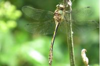 Oxygastra curtisii