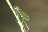 Calopteryx splendens