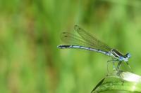 Platycnemis pennipes