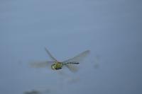 Anax imperator