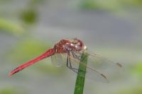 Sympetrum fonscolombii
