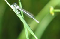 Platycnemis pennipes