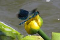 Calopteryx splendens