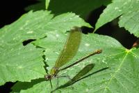 Calopteryx splendens