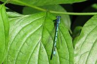Coenagrion puella