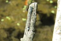 Ischnura elegans