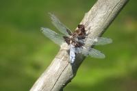 Libellula depressa