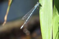 Coenagrion puella