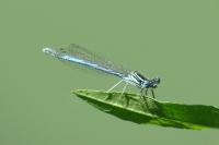 Platycnemis pennipes