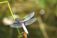 Libellula depressa