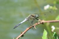 Orthetrum cancellatum