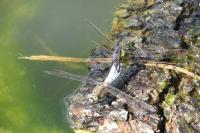 Orthetrum cancellatum