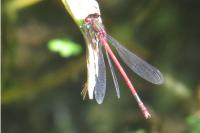 Pyrrhosoma nymphula