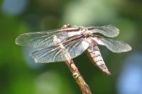 Libellula depressa
