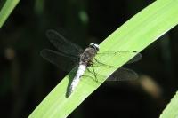 Libellula fulva