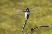 Libellula depressa