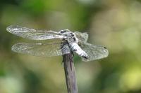 Libellula fulva
