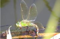 Anax imperator
