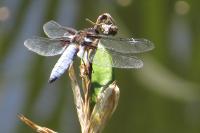 Libellula depressa