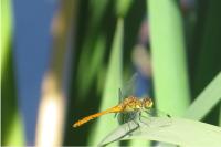 Sympetrum sanguineum