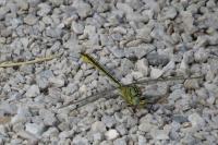 Gomphus pulchellus