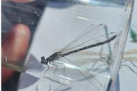 Enallagma cyathigerum