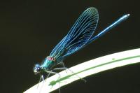 Calopteryx splendens