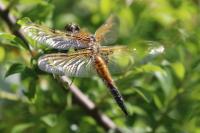 Libellula quadrimaculata