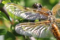 Libellula quadrimaculata
