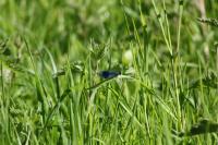 Calopteryx splendens