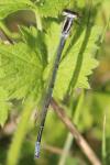 Coenagrion puella