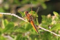 Libellula fulva