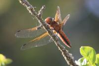 Libellula fulva