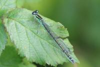 Coenagrion puella