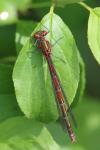 Pyrrhosoma nymphula