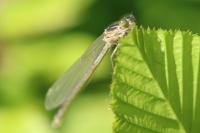 Platycnemis pennipes