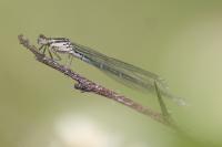 Coenagrion puella