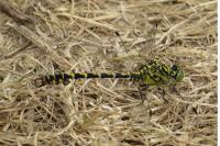 Onychogomphus forcipatus
