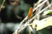 Calopteryx virgo